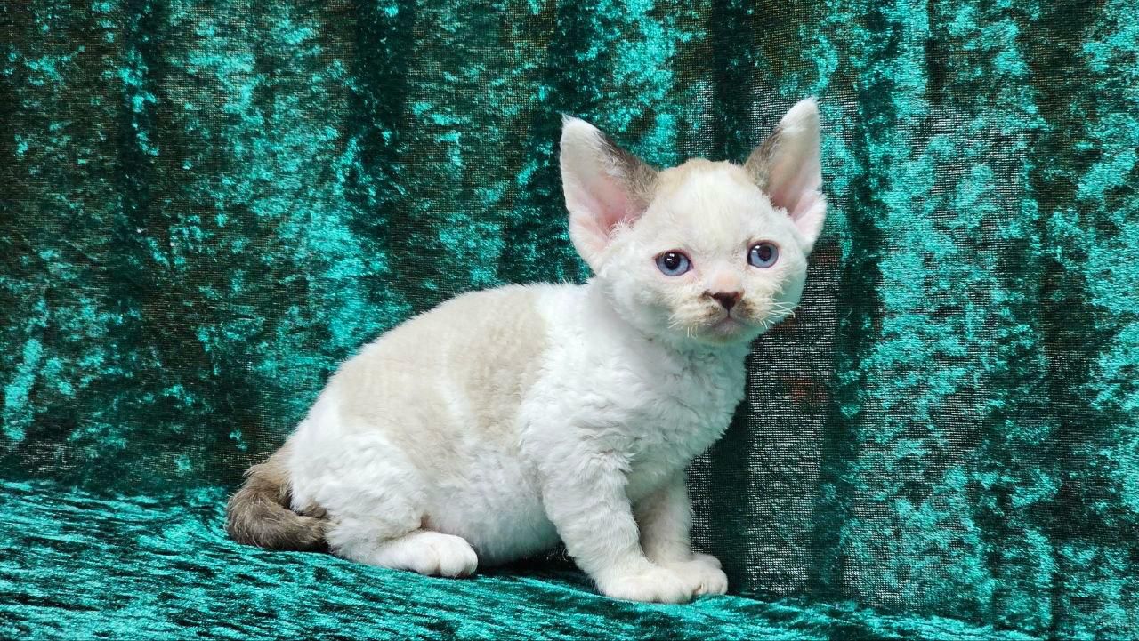 devon rex