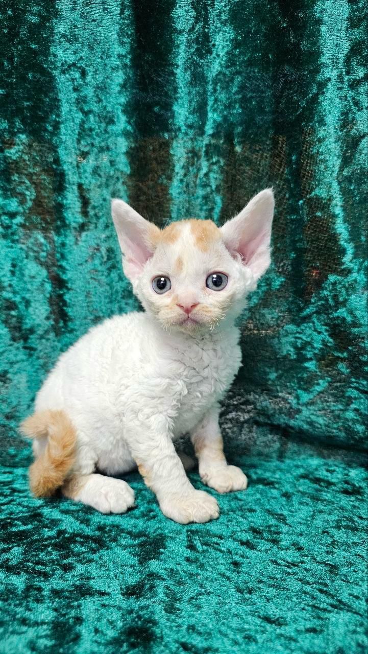 devon rex
