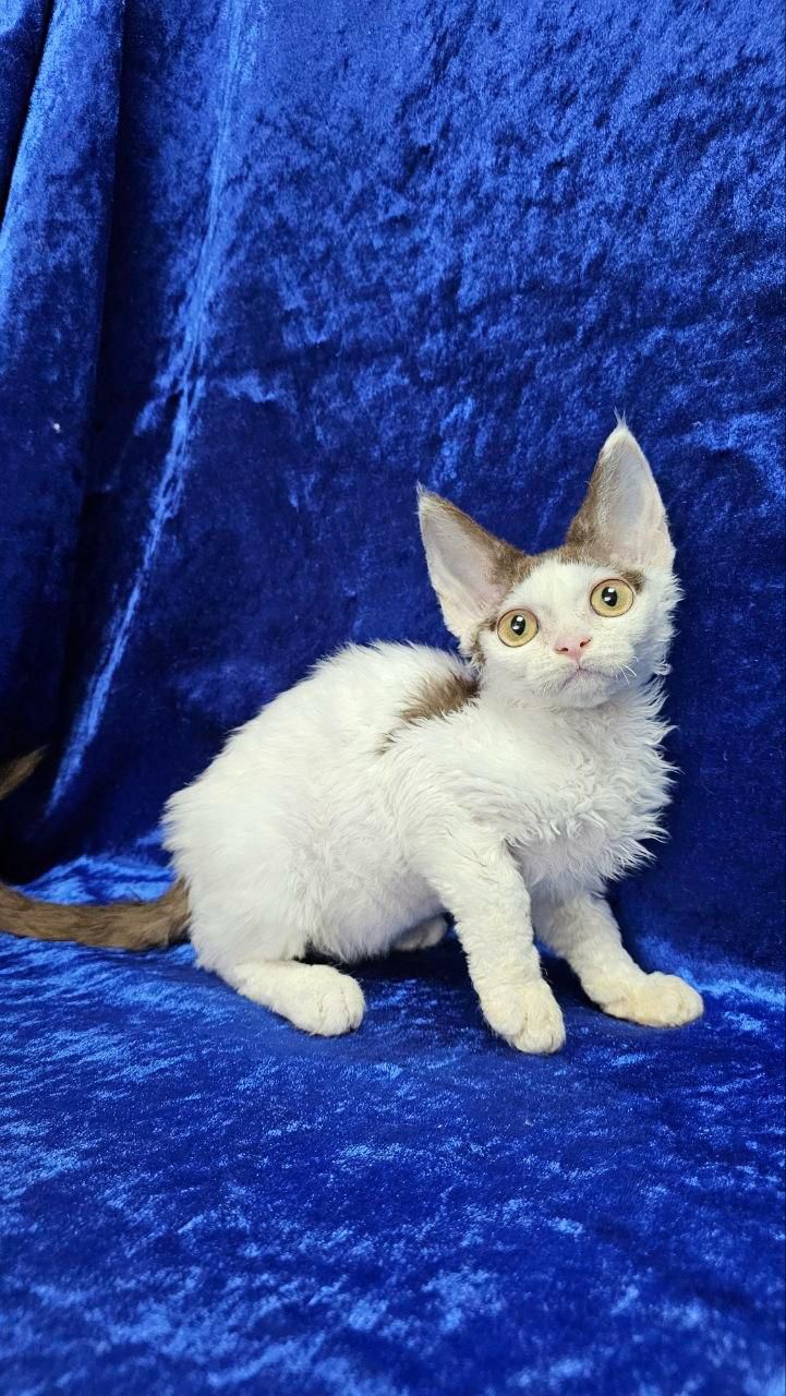 devon rex