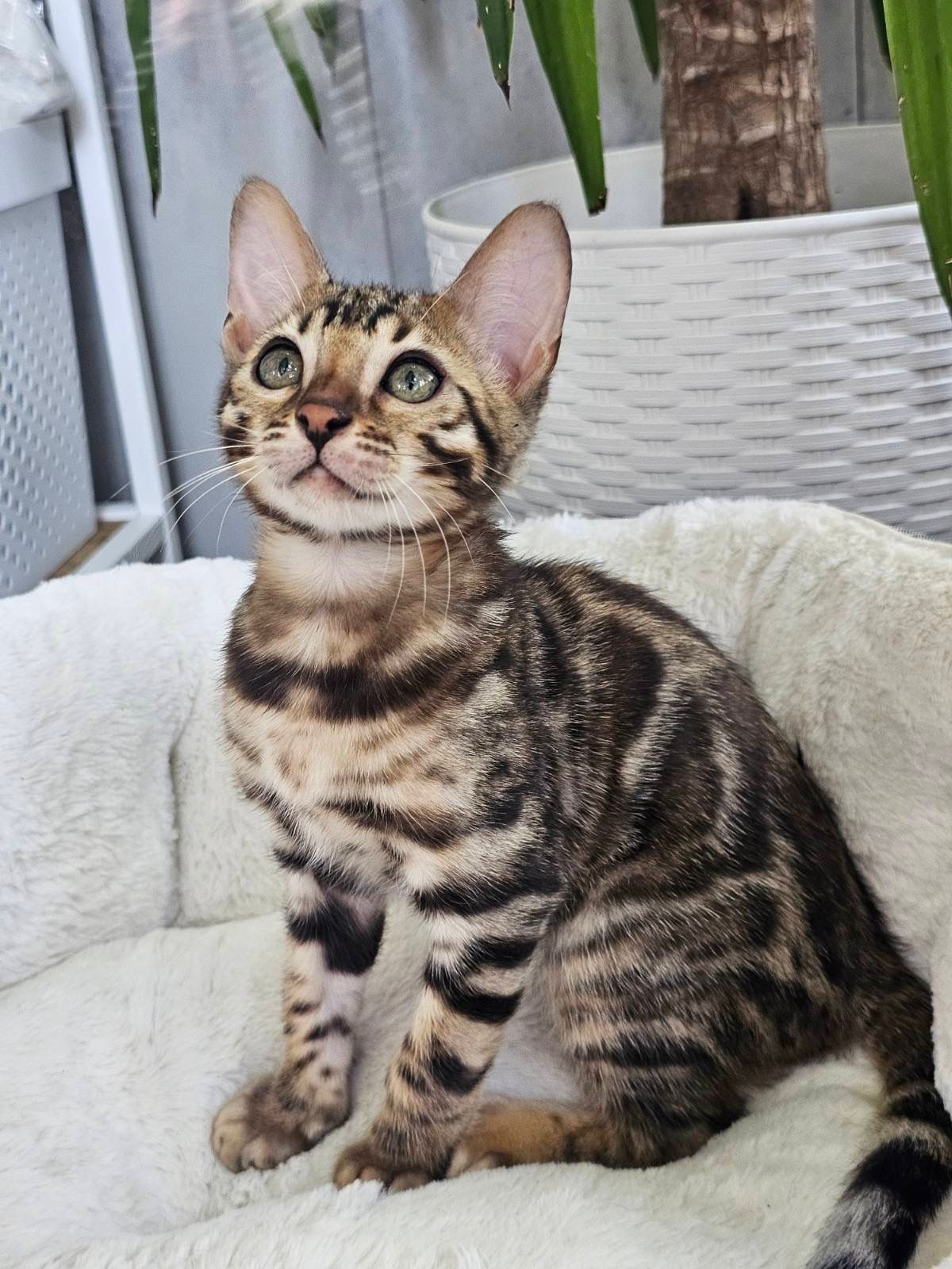 bengal