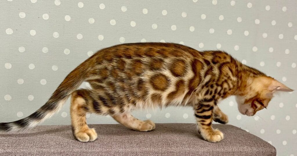 Temin – Male
