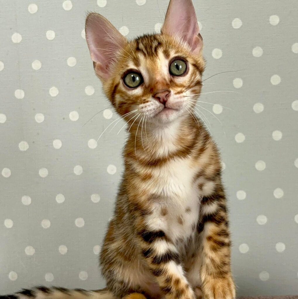 Temin – Male