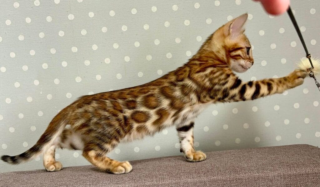 Temin – Male