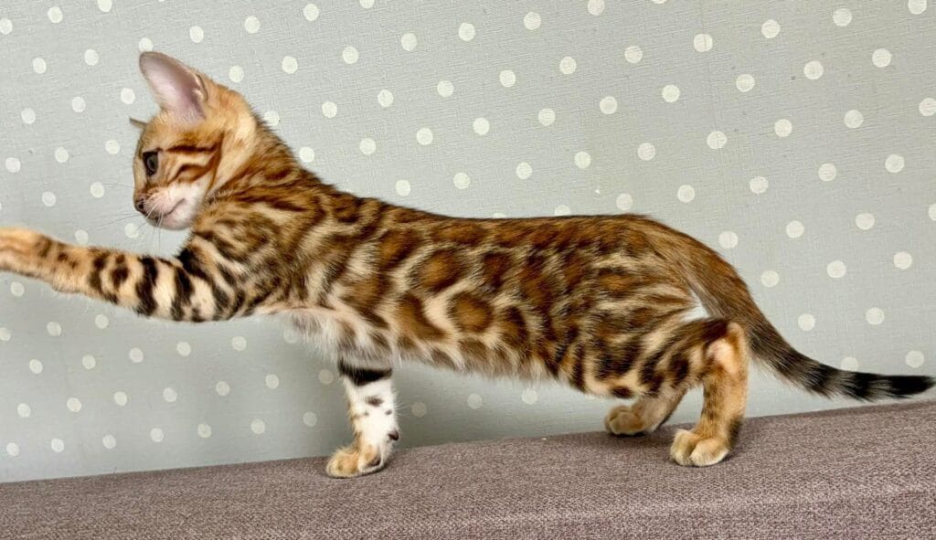 Temin – Male