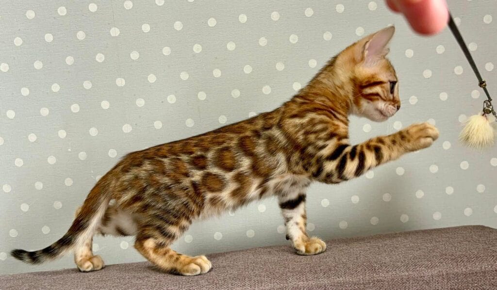 Temin – Male
