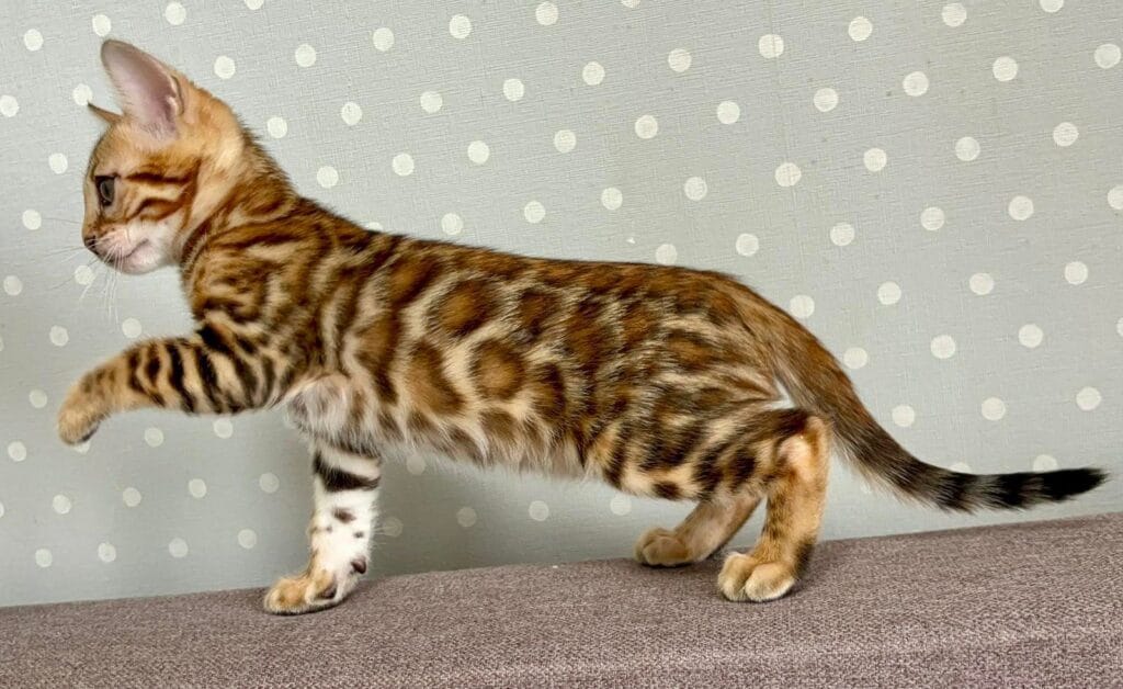 Temin – Male
