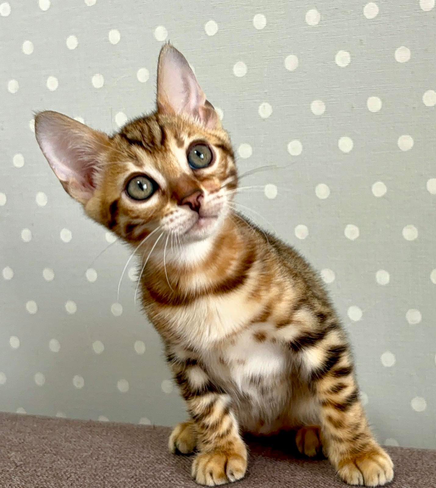 bengal