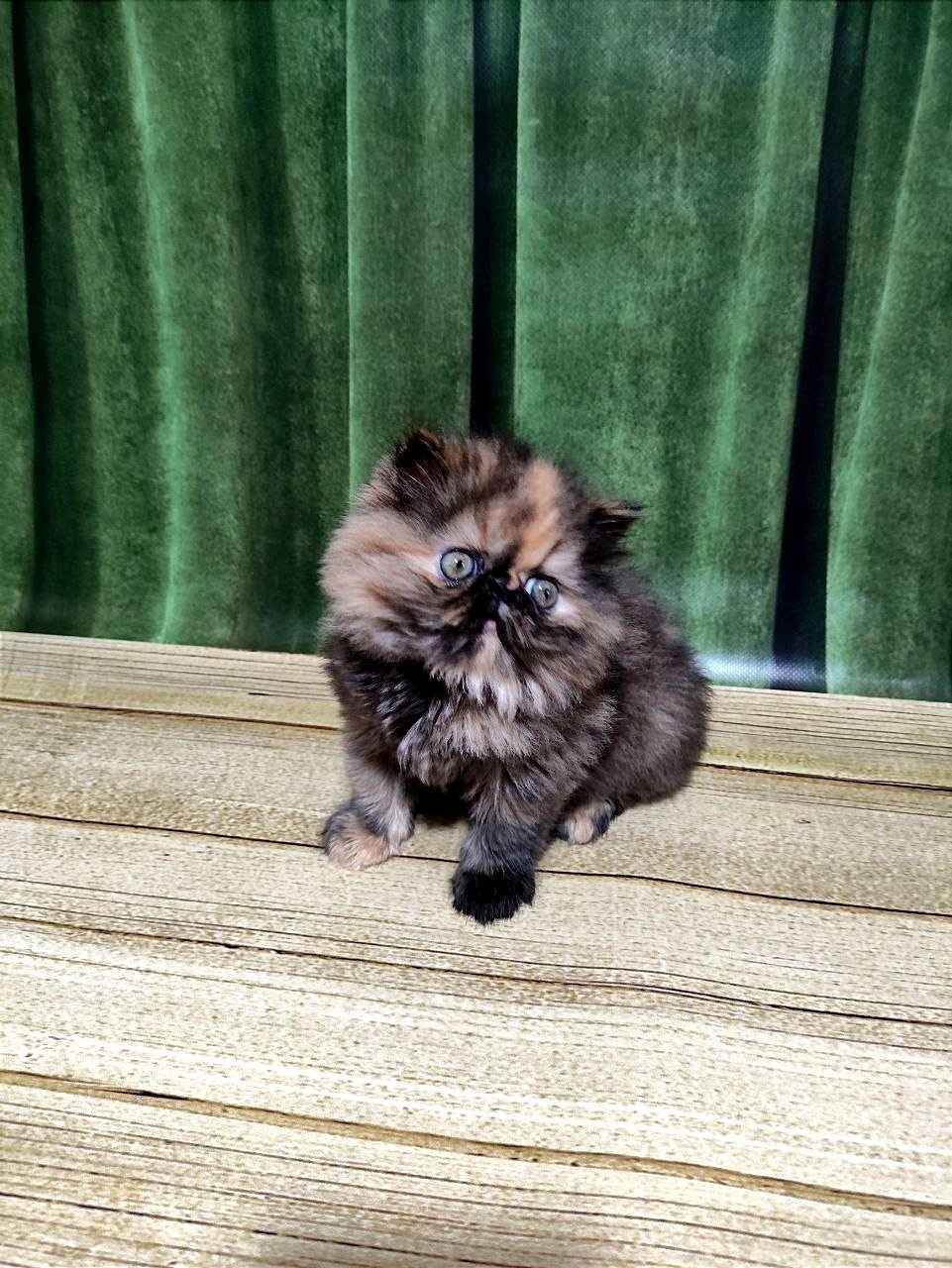 persian