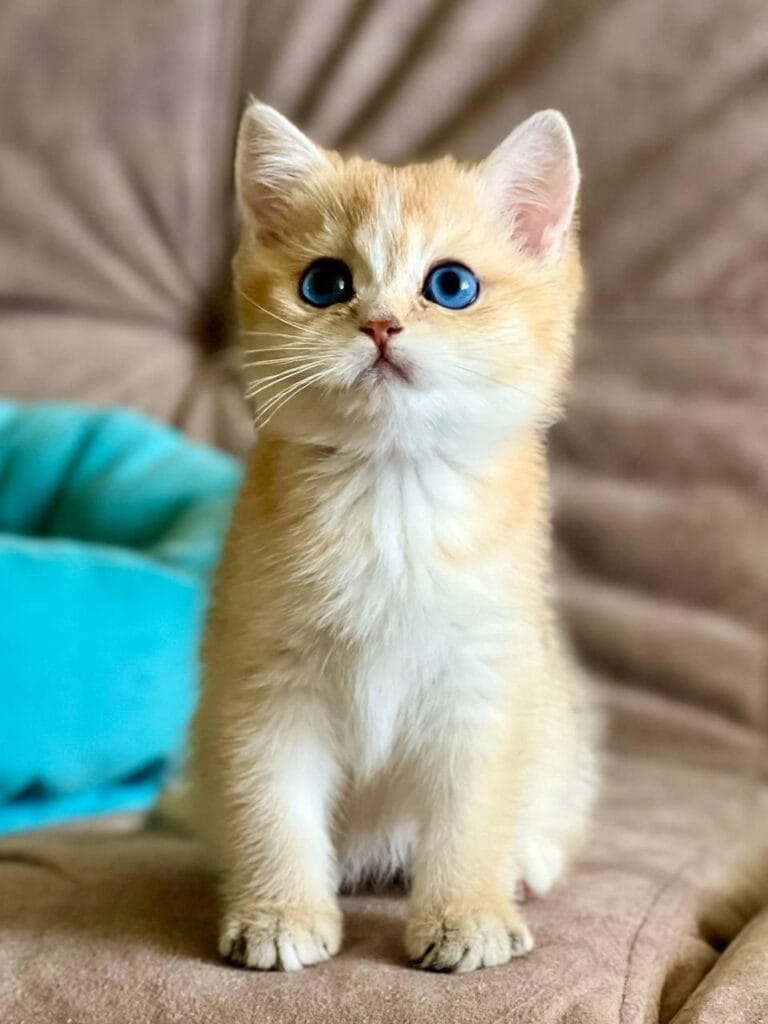 Deya – Female | Blue Eyed