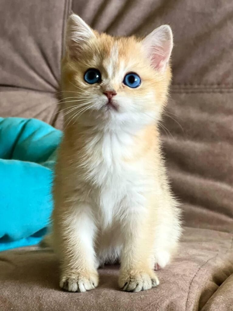 Deya – Female | Blue Eyed