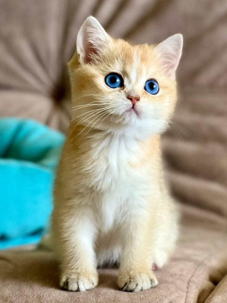 Deya – Female | Blue Eyed