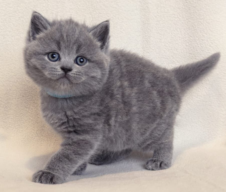 blue cats
