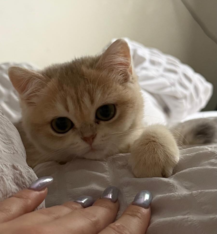 blue gold british female brooklyn ny