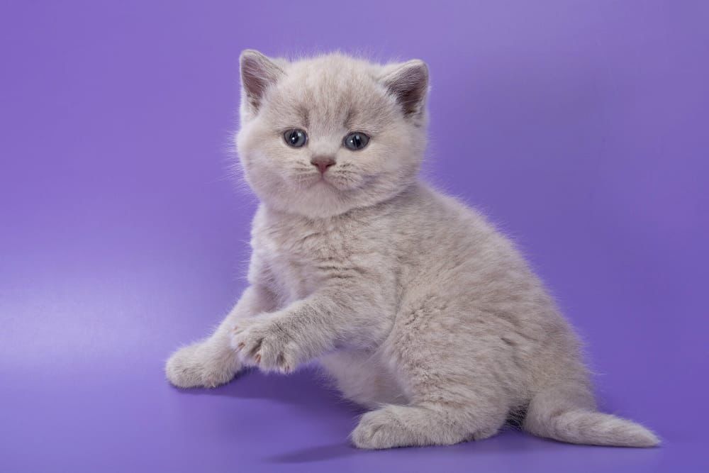 british