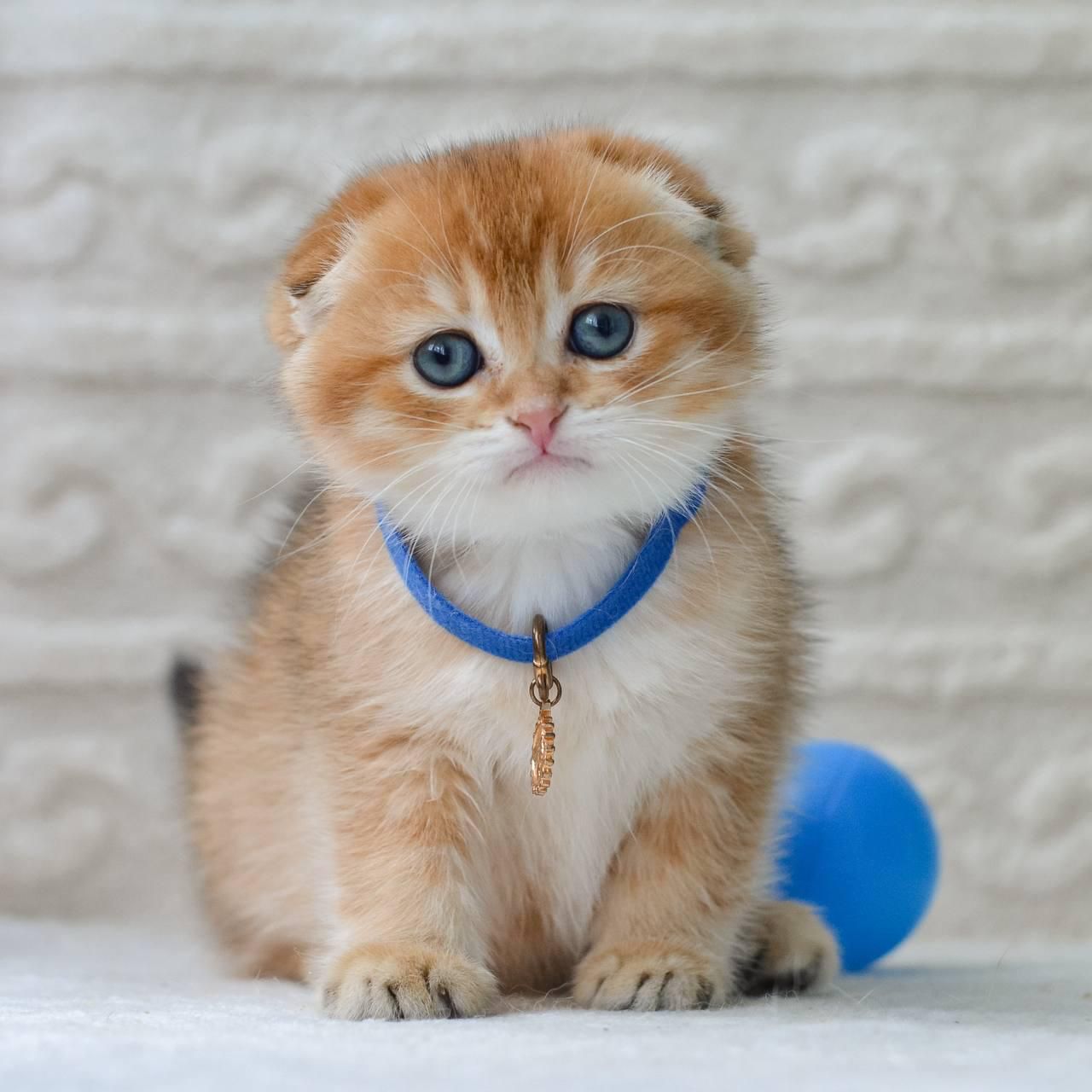 scottish fold