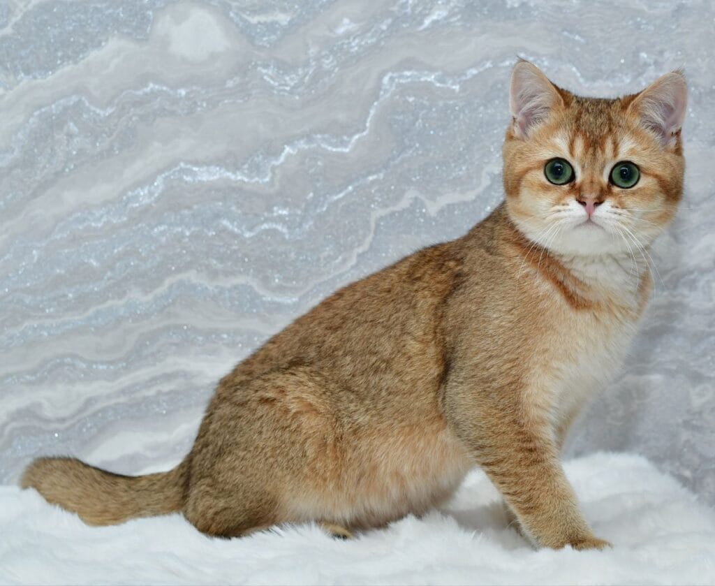 Lord – Male