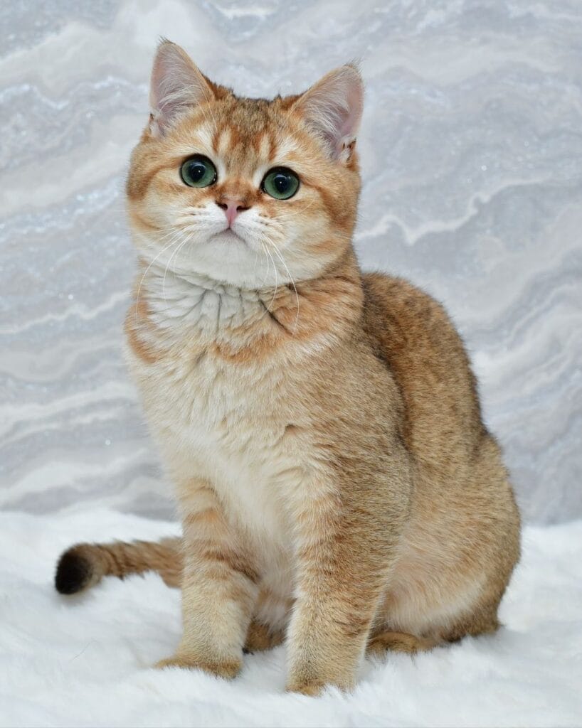 Lord – Male
