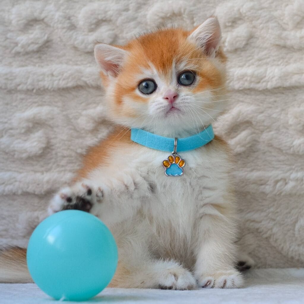 Charlie – Male