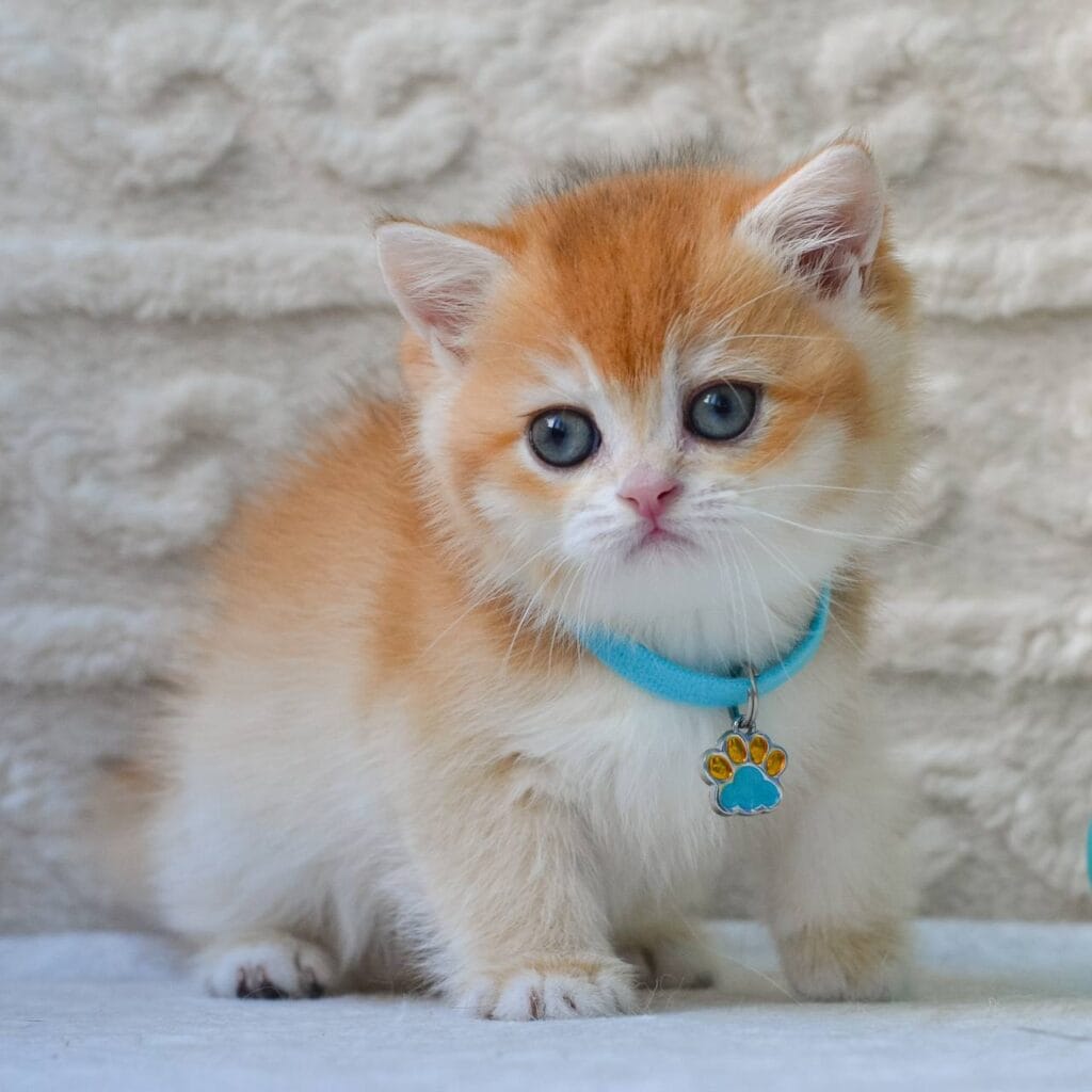 Charlie – Male