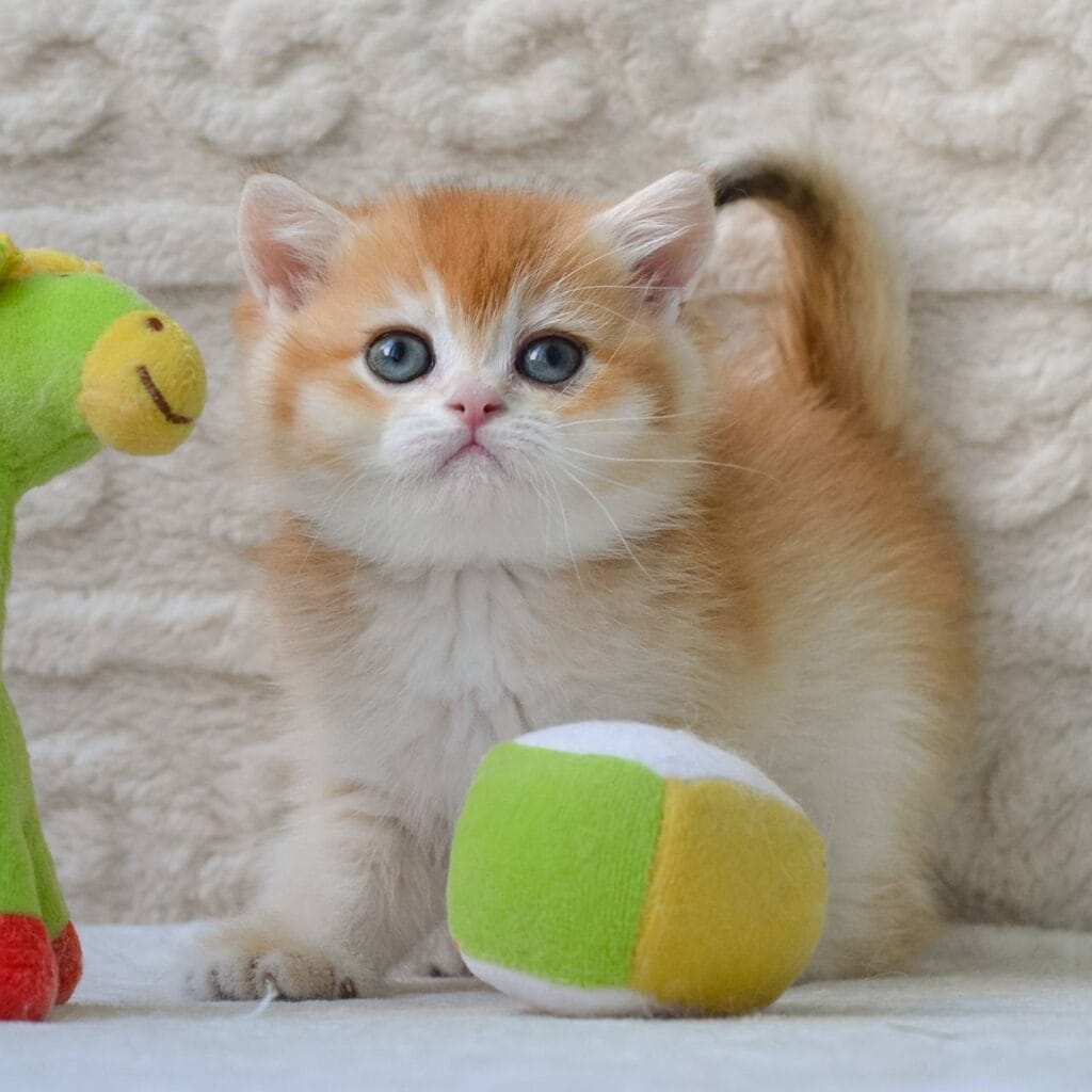 Charlie – Male