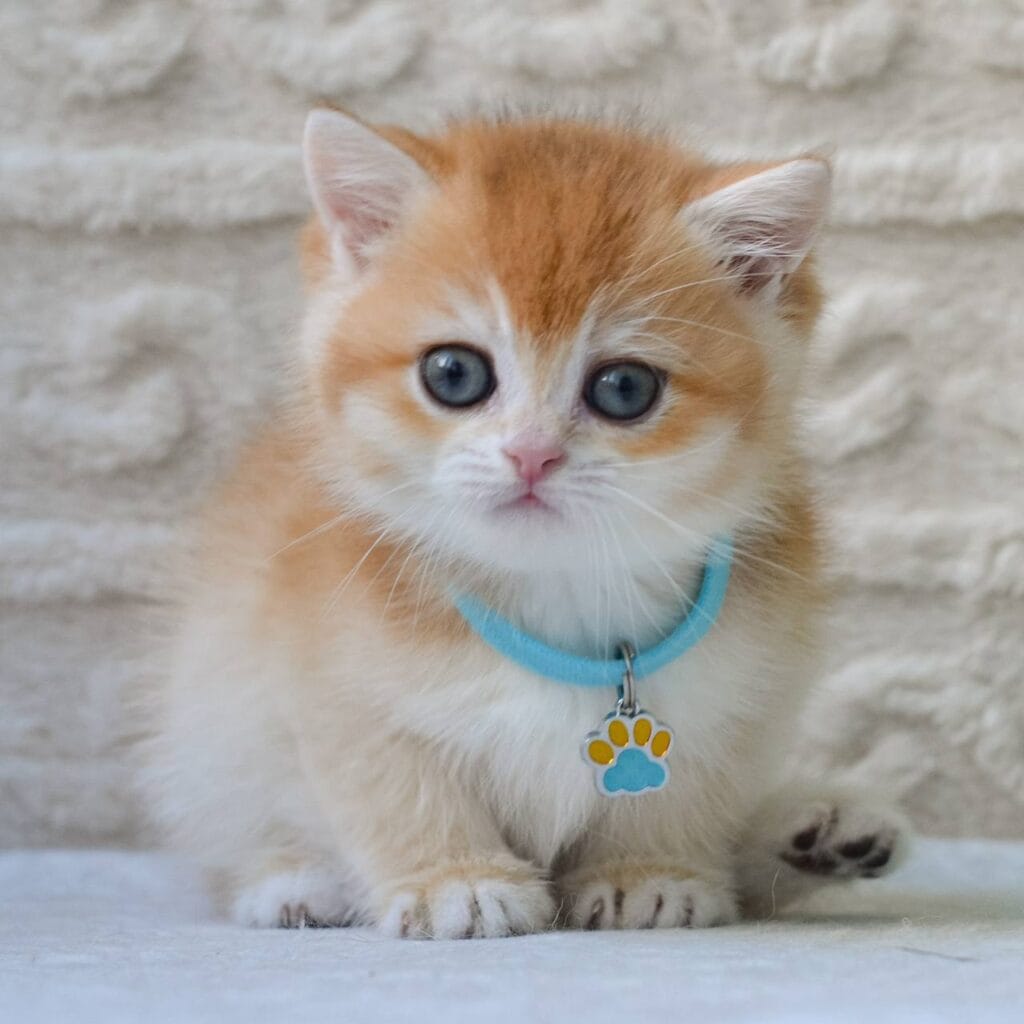 Charlie – Male