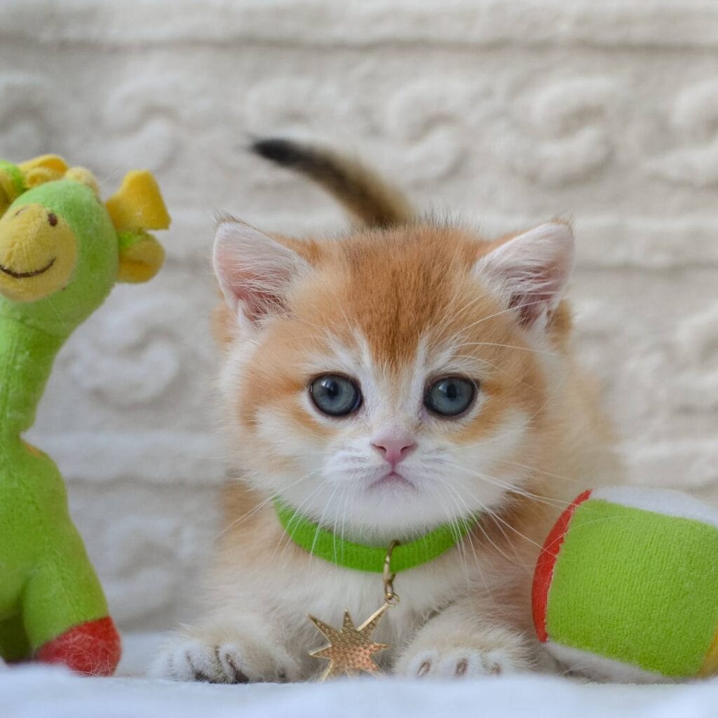 Charlie – Male