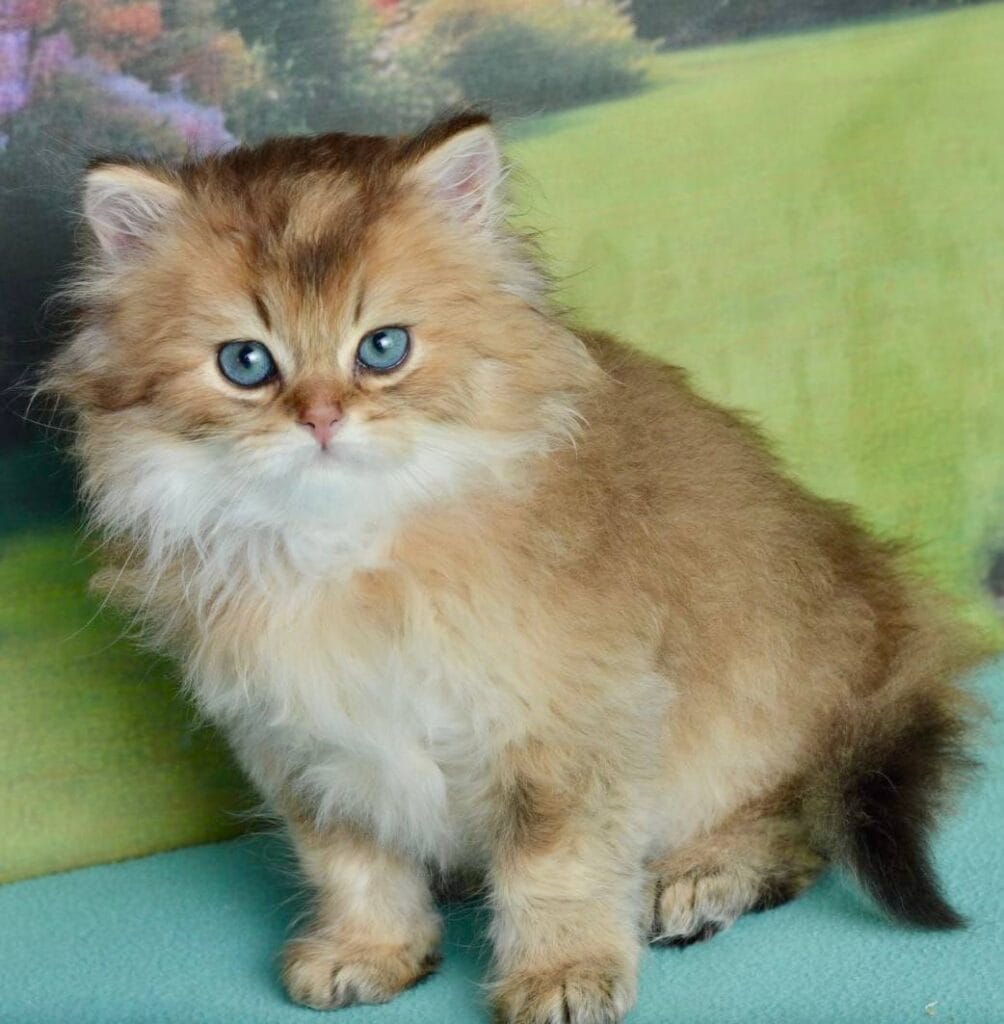 Sultan – Male