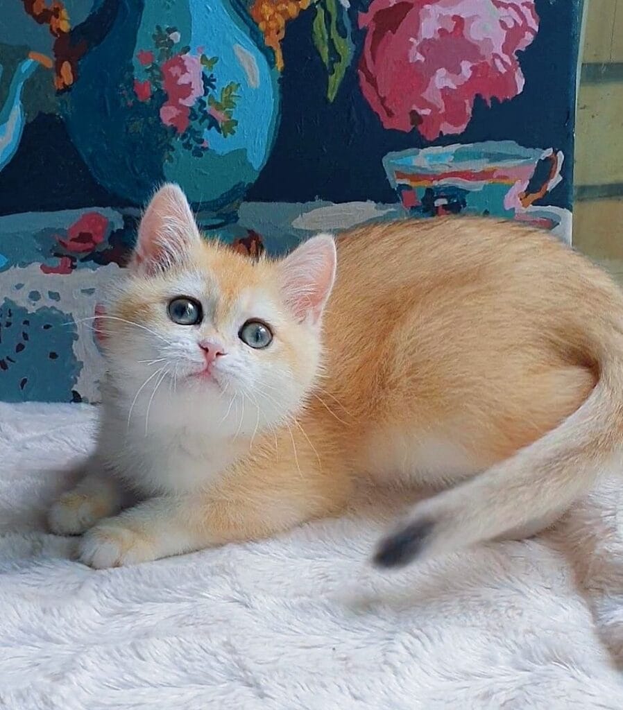 Emma – Female