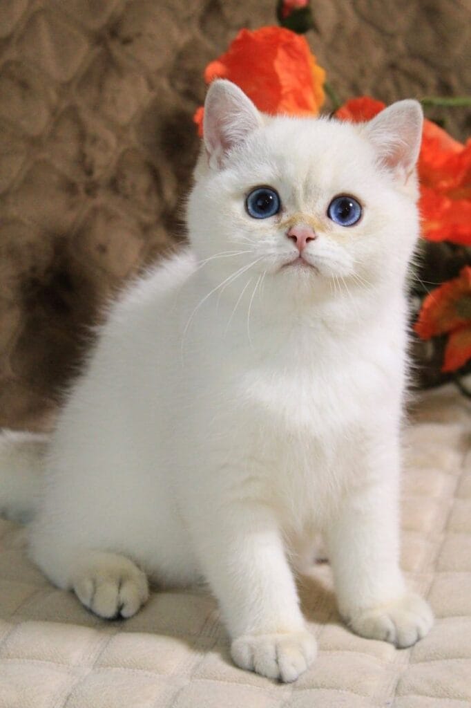 Ignat – Male