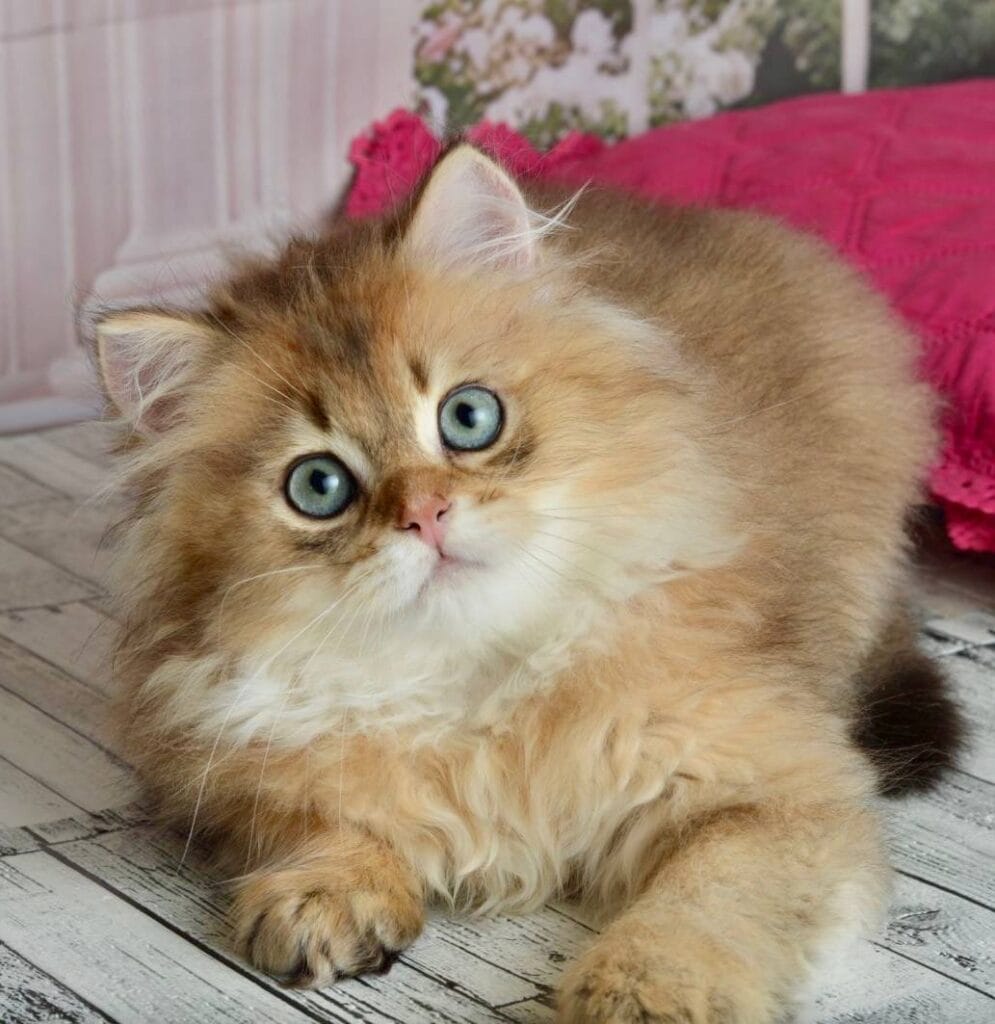 Sultan – Male
