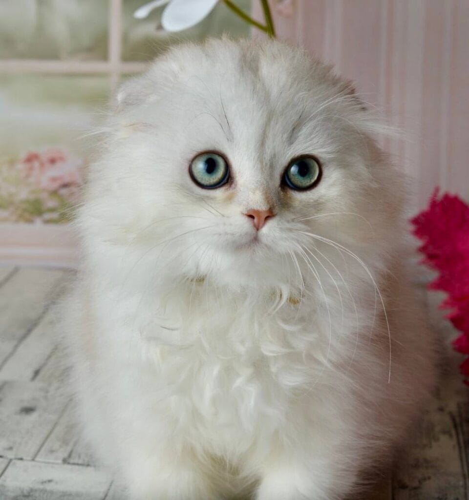 Ronnie – Male