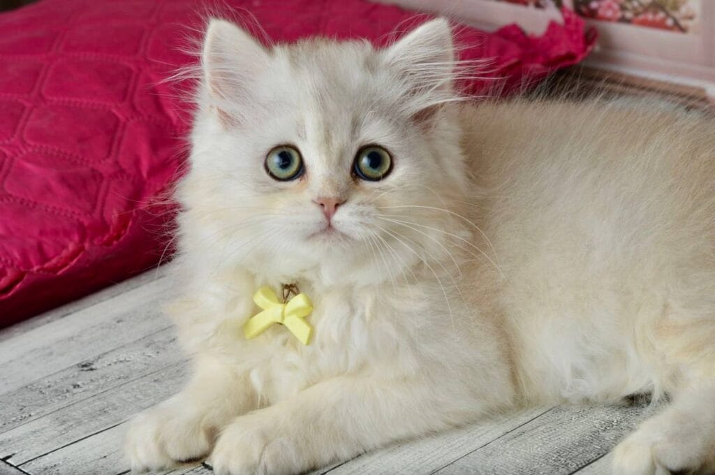 Ruby – Female