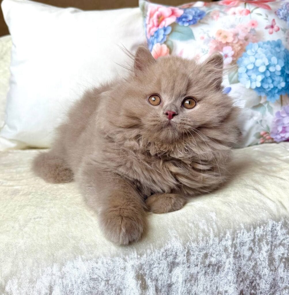 Fabian – Male
