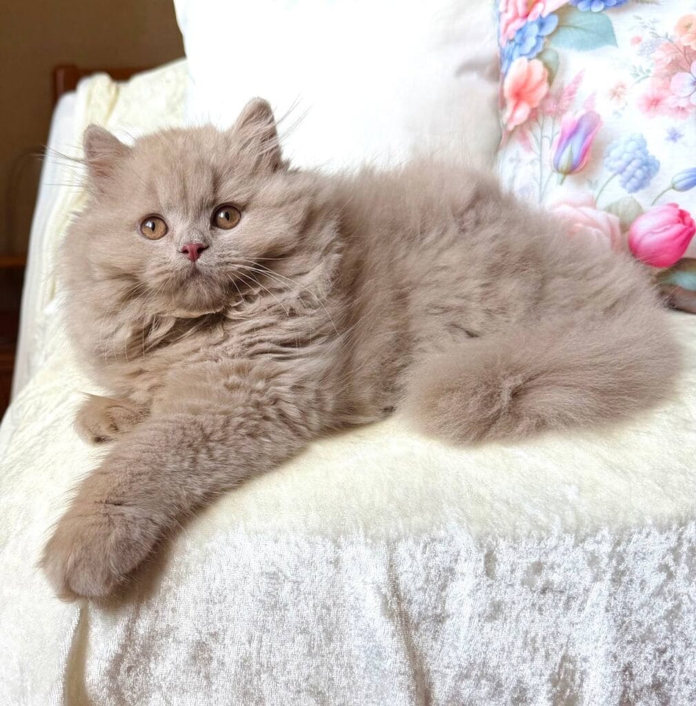Fabian – Male