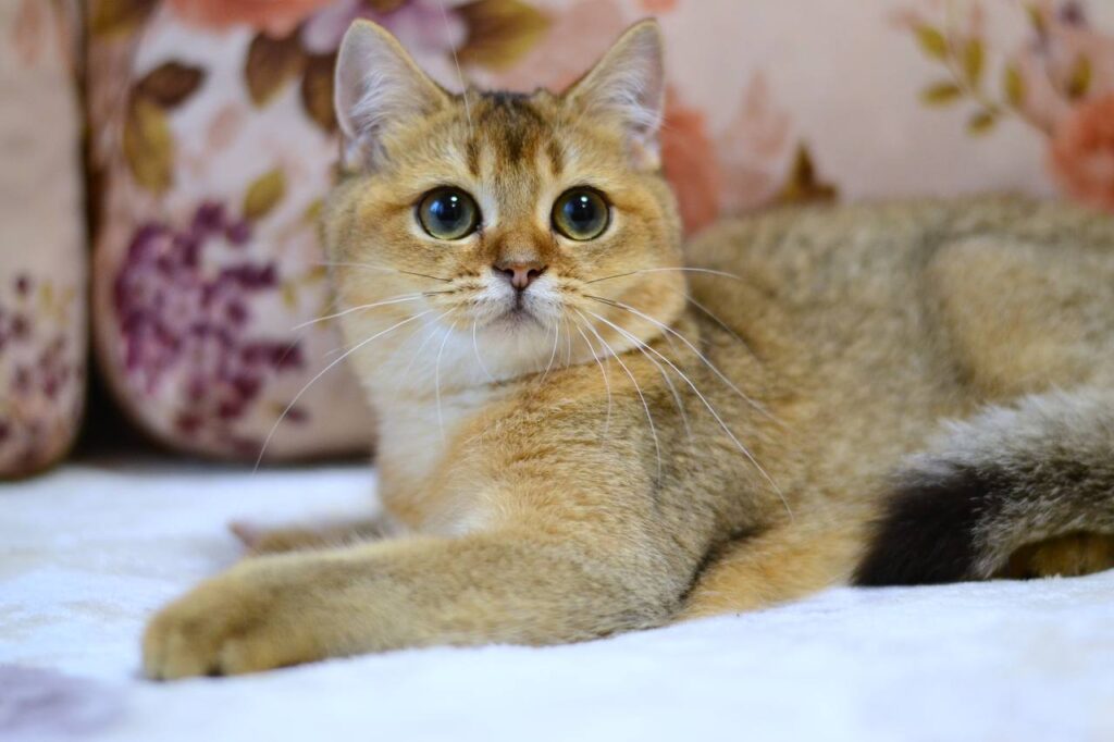 Fibi – Female