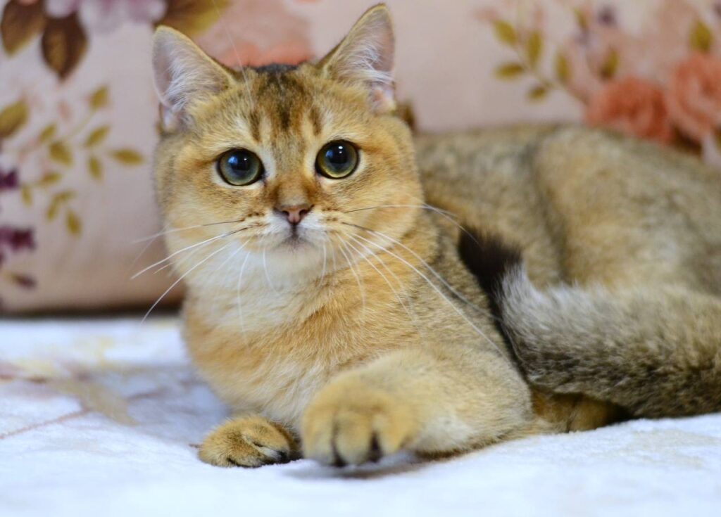 Fibi – Female