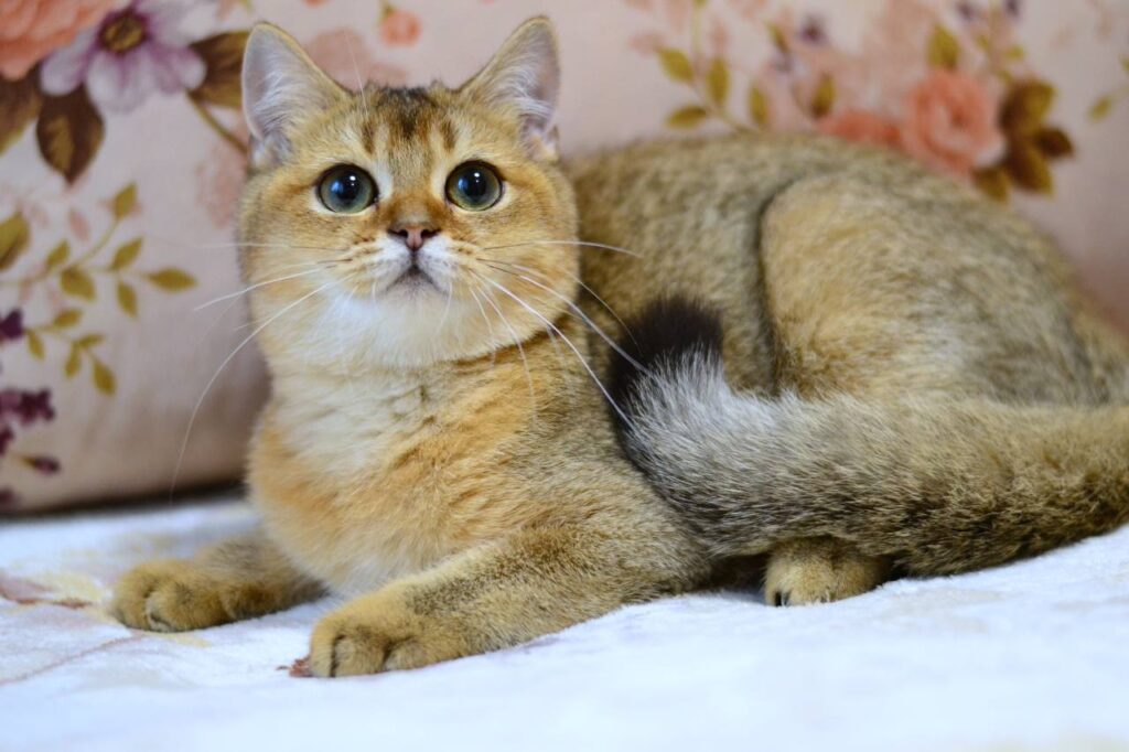 Fibi – Female