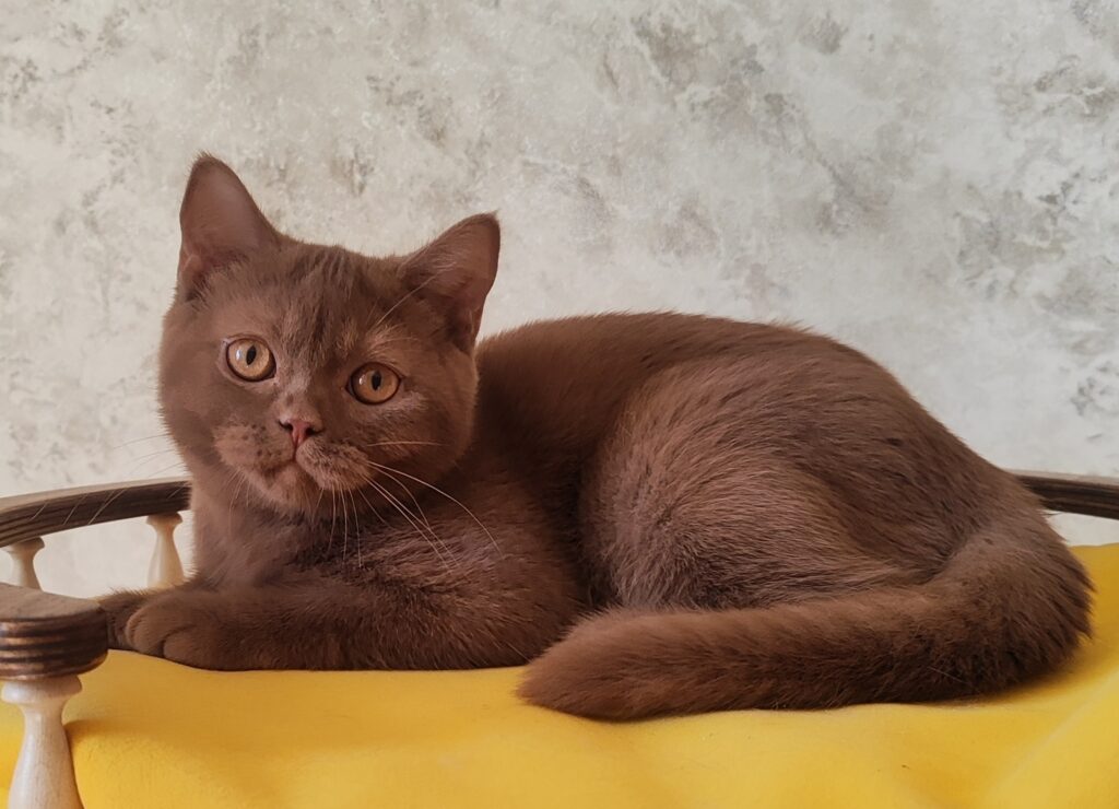 Umi – Male