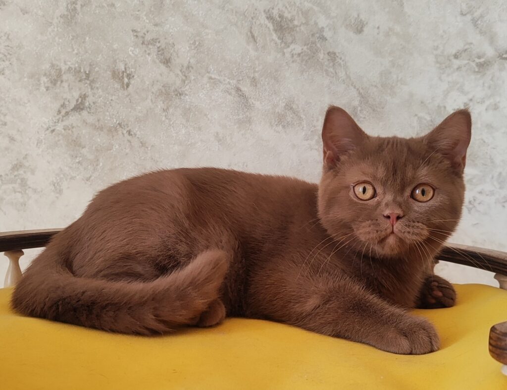 Umi – Male