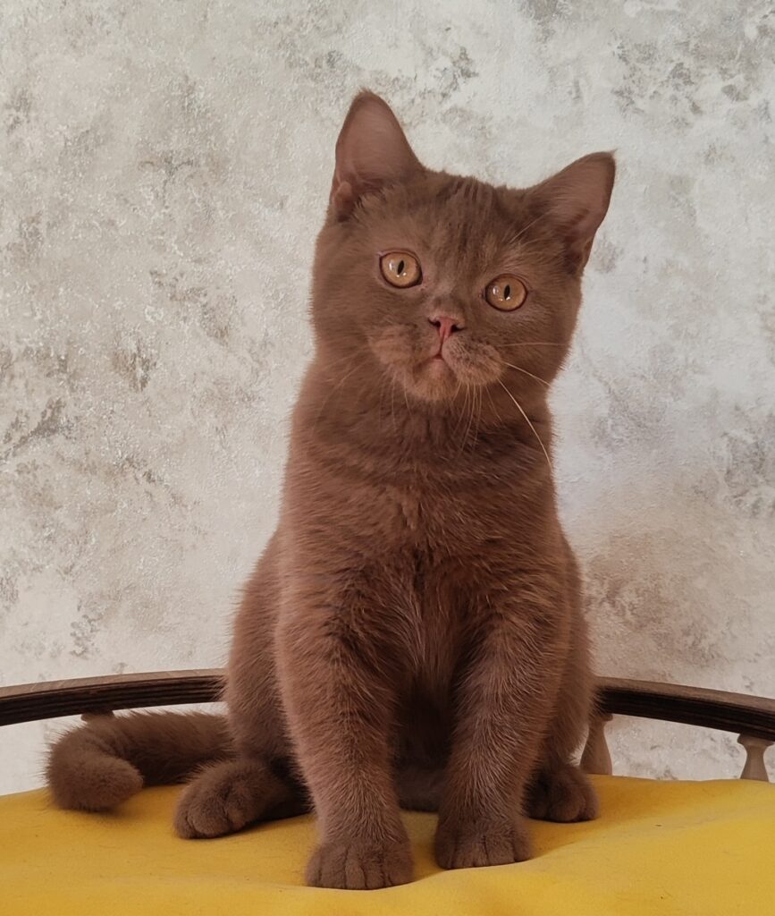 Umi – Male