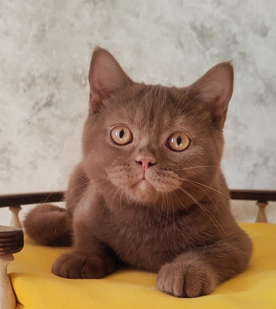 Umi – Male