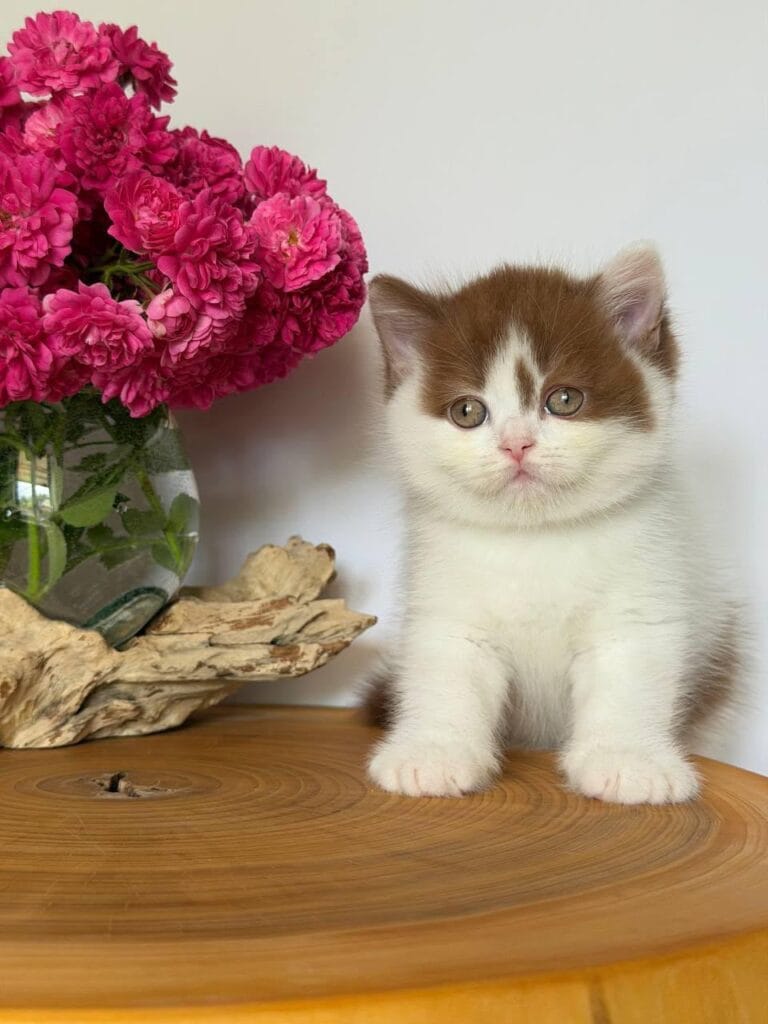 Ferris – Male