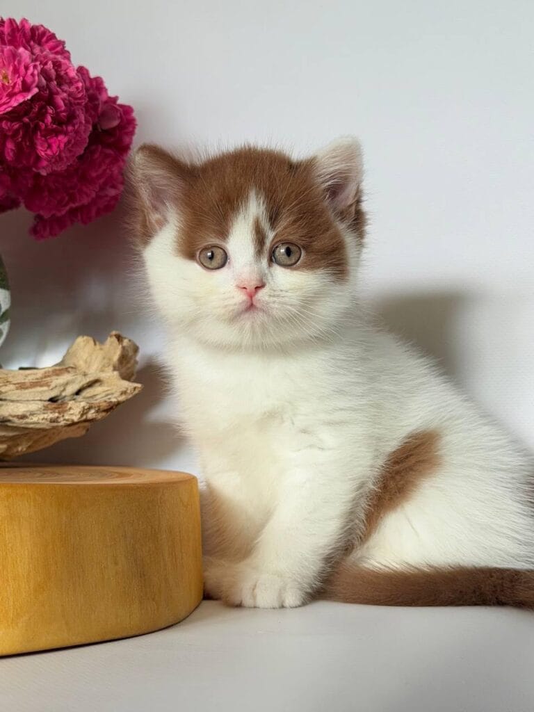 Ferris – Male