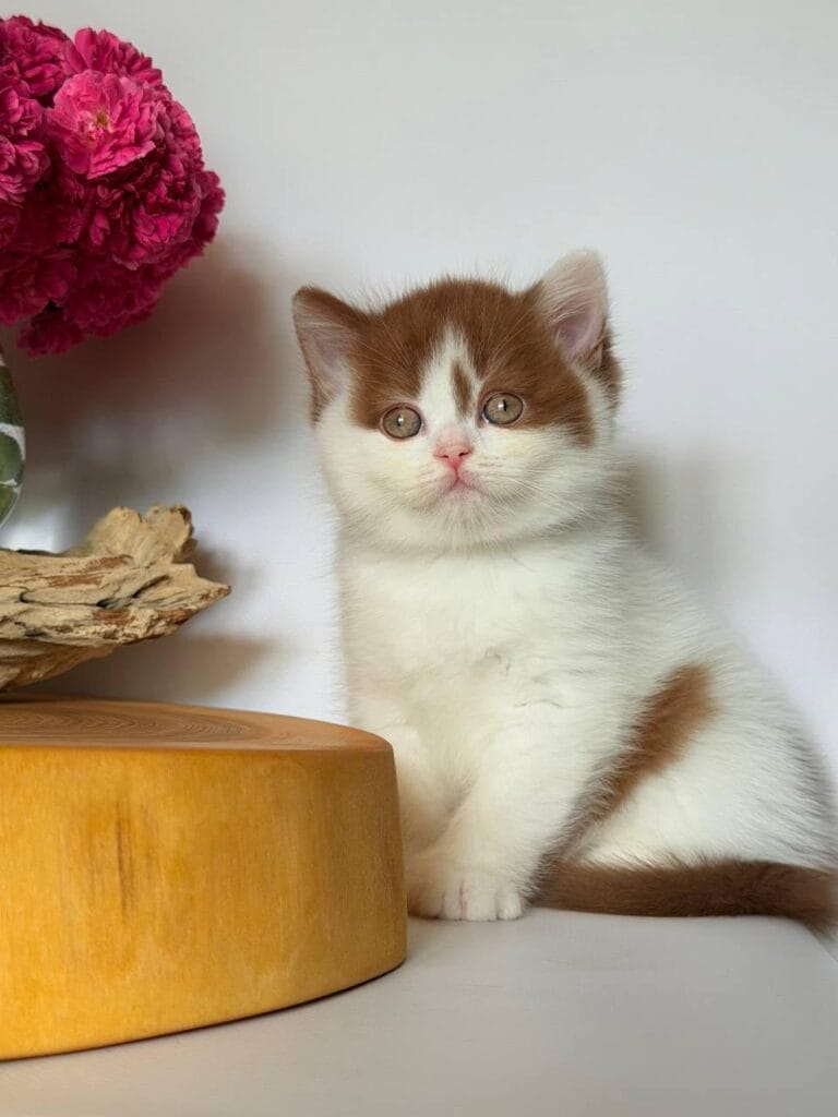 Ferris – Male