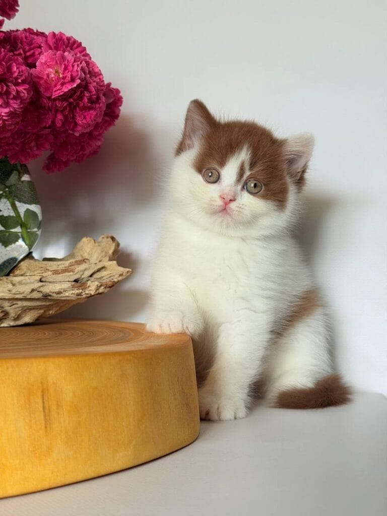 Ferris – Male