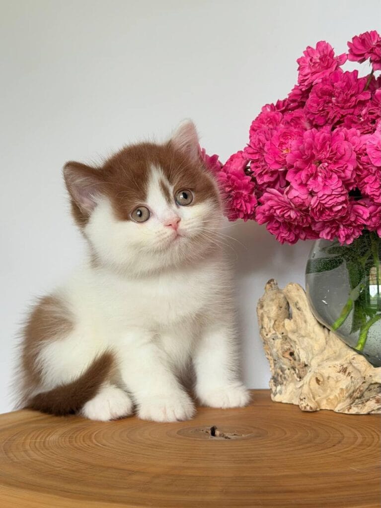 Ferris – Male