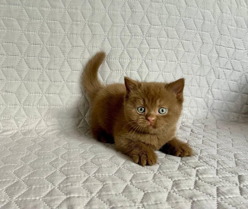 Bazzit – Male