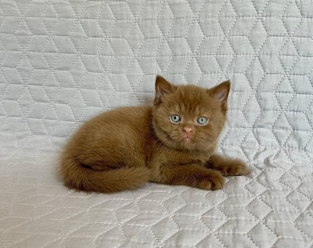 Bazzit – Male