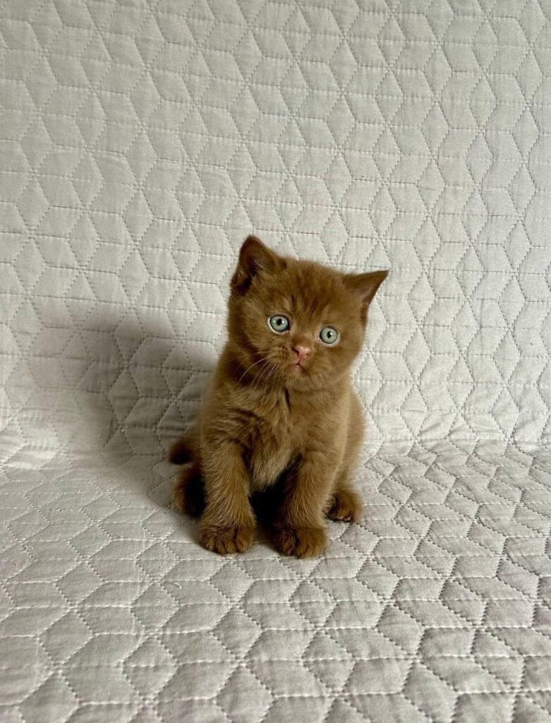 Bazzit – Male