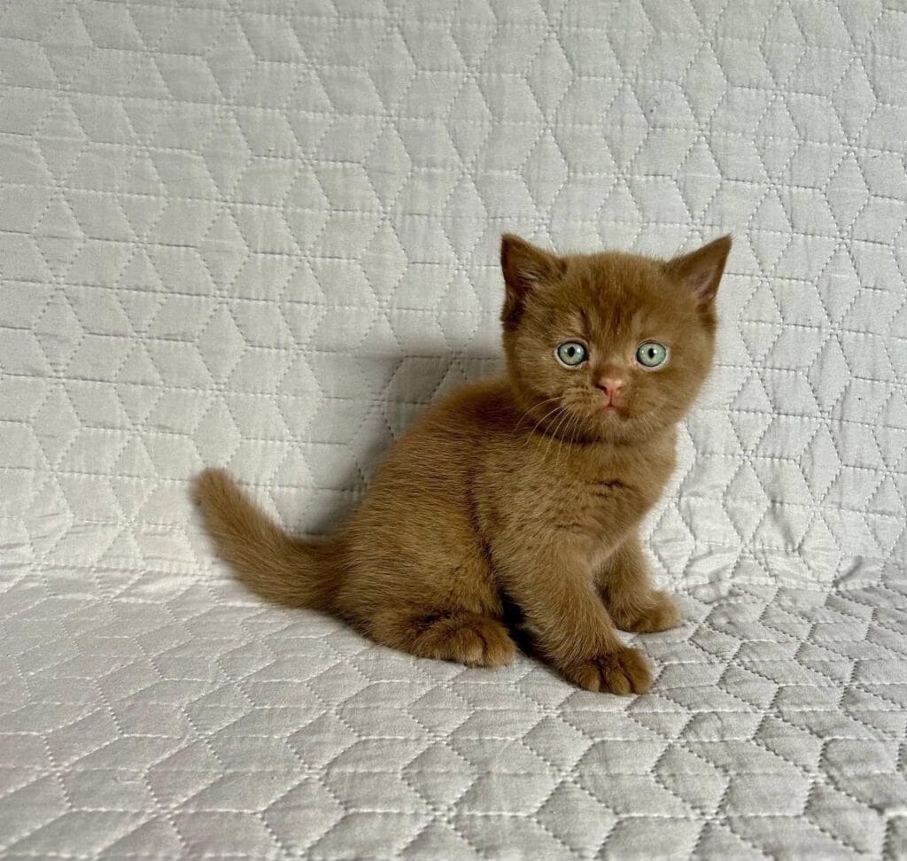 Bazzit – Male